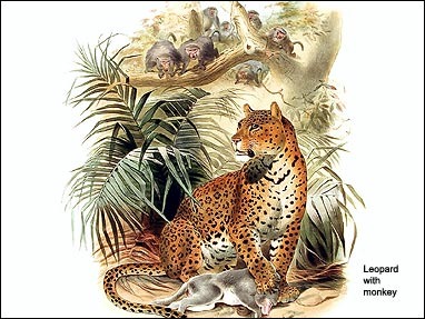 Jungle Cats Screenshot